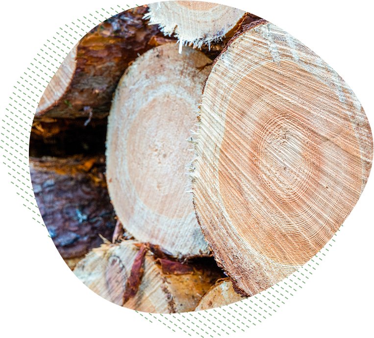 DOSTUPNOST<br>BOROVICE